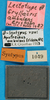 CollectionObject 1501685; a5ed3cba-fb29-49e0-aa37-c7d9ccb485f4: labels (lectotype). (CollectionObject).