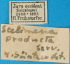 CollectionObject 1501896; feb3143b-3479-48ea-bc7c-cff17f0df478: labels. (CollectionObject).