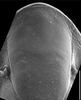 Head: !! display not done !! on Clorindaia cyphora Blocker & Fang, 1992: detail of face. (Observation).