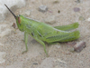 Hesperotettix viridis pratensis Scudder, 1897: 5th-instar nymph (off Spotted Tail Road, about 5 miles south of Chadron, Nebraska, 30 June 2020). (Otu).