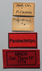 CollectionObject 1578640; cecec0d9-e80b-4f75-a2b9-b116561ed34c: male, labels (paralectotype). (CollectionObject).