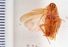 Symploce lita Hebard, 1916: Photo by Heidi Hopkins. ventral habitus. (Otu).