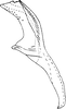 Aedeagus, lateral view on Distantasca rokasa (Dworakowska, 1981): Aedeagus, lateral view. (Observation).