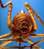 CollectionObject 1500337; cb8fc823-383d-4eb7-9482-b3576da6c4f6: male abdominal apex (holotype). (CollectionObject).