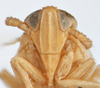 Head on Delphacodes quadridentis Beamer, 1948: (Observation).
