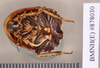 Euzosteria subverrucosa (White, 1841): Lectotype, juvenile, ventral. BMNH(E)#878030. (Otu).