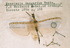 CollectionObject 1562527; cb5cea87-a21d-47d3-90e5-26687778e806: copyright ZMUC [Copenhagen]. Necroscia sangarius male (paralectotype). (CollectionObject).