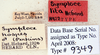 Symploce lita Hebard, 1916: Photo by Heidi Hopkins. labels. (Otu).