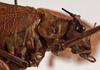 CollectionObject 1534644; f1b989ed-cea5-4dae-85be-274e548d0e82: female pronotum lateral (holotype of Karschia corrosa). (CollectionObject).
