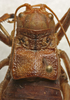 CollectionObject 1506655; 85b9193e-be9a-4e5c-8001-4f91478bdb1f: female pronotum, dorsal view (paratype). (CollectionObject).