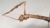 CollectionObject 1557854; NHMUK(SF IMPORT DUPLICATE) 844926, 4b6d9ebd-7239-463f-b7aa-0c734b937214: copyright Natural History Museum, London. female juv.: head and thorax, lateral view of synonym Cladomorphus dilatipes (holotype). (CollectionObject).