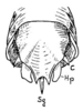 Apteroteleutias amoenus Beier, 1962: Fig. 6. male abdomen tip, posterior view (C -c cercus, Hp - hypophallus). (Otu).