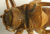 CollectionObject 1516789; 593d6b97-417c-414f-831d-0f27aa4a3604: male pronotum dorsal (syntype of Ephippiger seoanei). (CollectionObject).