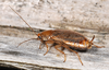 Ectobius (Ectobius) lapponicus lapponicus (Linnaeus, 1758): Copyright Paul Brock. Ectobius lapponicus, female. Wootton Coppice Incl., New Forest, Hampshire, UK. (Otu).