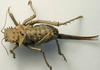 Hetrodes pupus pupus (Linnaeus, 1758): female, dorsal view (holotype of Hetrodes macrurus). (Otu).