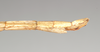CollectionObject 1562007; bf9e0dbf-20a9-4e8b-ac10-07475d47ac89: copyright Natural History Museum, London. female: end of abdomen, lateral view of Necroscia carterus (syntype). (CollectionObject).