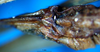 CollectionObject 1502654; f660cccb-8781-4603-ad08-87db2e26b7a8: female subgenital plate (paralectotype). (CollectionObject).
