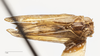 Habitus, dorsal view: !! display not done !! on Caudibeccus carlota (Myers, 1928): (Observation).