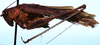 male, lateral view (holotype). Depicts CollectionObject 1522544; 8148db4f-c259-42c9-98d3-ebcb3ca860b1, a CollectionObject.