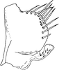 Pygofer, lateral view on Chudania delecta Distant, 1908: Pygofer, lateral view. (Observation).