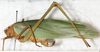 CollectionObject 1566636; NMW 8352, c8bb9cd7-ff42-4885-abe0-2ce1ec79ab45: female, lateral view. (CollectionObject).