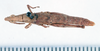 CollectionObject 1542457; 047797f6-ebd2-4cd5-9c23-e7c2a7f45d6b: female, dorsal view (holotype). (CollectionObject).
