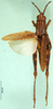 CollectionObject 1501495; c688050f-8c2a-48f4-8455-60c5f8907ec4: female, dorsal view (syntype of Locheuma flavipennis). (CollectionObject).