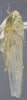 Habitus, lateral view: !! display not done !! on Cofana unimaculata (Signoret, 1854): Lateral. (Observation).