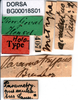 CollectionObject 1500983; 09dab9a1-d833-40e9-9b9a-b7b55ef9b065, DORSA BG00018S01: labels (holotype). (CollectionObject).
