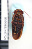 CollectionObject 1573276; b73ae925-57e7-43c5-b9b2-4bfafe94ad03: Copyright NHM, London. Male: ventral view, non-type. (CollectionObject).