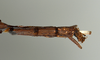 CollectionObject 1561452; USNM(SF IMPORT DUPLICATE) 7348, 4ff01786-ae5b-4855-99ed-4e59e6f66f97: copyright USNM, Washington. female, end of abdomen: dorsal view (holotype). (CollectionObject).