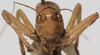 CollectionObject 1527089; 6dfb297e-2f06-4791-977f-d41648a93736: male face (holotype). (CollectionObject).