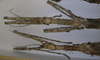 CollectionObject 1557414; 3d8abd3b-1899-4d21-bd21-afa4fcb0ad32: copyright MRAC, Tervuren. females: head & thorax, dorsal view (syntypes). (CollectionObject).