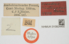 CollectionObject 1518027; 3b6205f0-fc62-4ee1-8498-a30b71828eda, NHMUK10924450: male, labels (holotype). (CollectionObject).