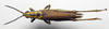 CollectionObject 1501889; 2991bad9-ba7f-4cc5-a94e-8163792bdb43: male, dorsal view (paralectotype). (CollectionObject).