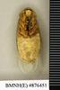 CollectionObject 1572973; 4a43a321-51e3-4cb9-917a-b3e9890f6fa2: Copyright Natural History Museum, London. Non-type (adult female) in BM(NH). Ventral view. (CollectionObject).