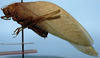 CollectionObject 1522481; b7ced09c-cea5-45ed-886e-50bb861309a0: male, lateral view (holotype). (CollectionObject).