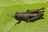 Muriciacris triflavovittata Matiotti da Costa, Pereira, Redü, Martins & Zefa, 2014: female. (Otu).
