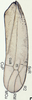Forewing: !! display not done !! on Empoasca (Empoasca) fabae (Harris, 1841): (Observation).