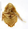 CollectionObject 1587914; MNHN(SF IMPORT DUPLICATE) MNHN-EP-EP838, ba756a06-c0a4-4412-bdb3-4c083ab10a8b: CC BY-NC-ND 4.0/MNHN - Depraetere Marion - 2014. Syntype, female, of lutea Chopard, 1929. Specimen number: MNHN-EP-EP838. http://coldb.mnhn.fr/catalognumber/mnhn/ep/ep838. (CollectionObject).