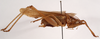 CollectionObject 1534682; 06719e8b-994d-4161-839d-ab64765ecfd3: male, lateral view (holotype). (CollectionObject).
