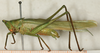 CollectionObject 1516791; NMW 18749, 5b94ca00-b7a2-4c5f-a919-c25ac706965f: male, lateral view (syntype of Conocephalus muticus). (CollectionObject).