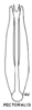 Aedeagus, ventral view: (Observation).