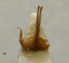 CollectionObject 1535220; b8347427-f8cd-4047-8370-1888ecac7201: male titillator (lectotype). (CollectionObject).