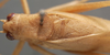 CollectionObject 1505858; af28ac48-8bda-4359-89ac-2f2b2661680e: male pronotum and stridulatory area, dorsal view (syntype). (CollectionObject).
