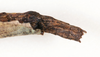CollectionObject 1559087; NMW 216, 1d2ad33e-903b-4178-9a0a-f130a5b84d6b: copyright NMW, Vienna. female: end of abdomen, dorsal view (syntype). (CollectionObject).