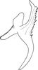 Aedeagus, lateral view on Arboridia (Arboridia) echinata Song & Li, 2013: (Observation).