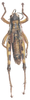 Capraiuscola ebneri ebneri (Galvagni, 1953): dorsal view. (Otu).