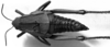 CollectionObject 1477910; 8700d41f-1ab6-4611-bd1d-a46a02a5cfce: Image Carbonell, C.S. female, dorsal view (syntype). (CollectionObject).