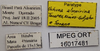 CollectionObject 1596731; e21f1c53-80f0-4364-b5d5-e8d1089d7680, MPEG16017481: labels (paratype). (CollectionObject).